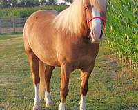 cross-draft-horse