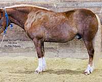 draft-horse