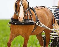 driving-draft-horse