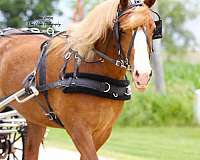 flashy-draft-horse