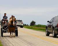 kid-safe-draft-horse