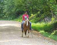 parade-draft-horse