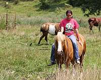 ranch-work-draft-horse