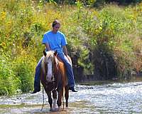 show-draft-horse