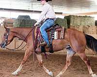 athletic-quarter-horse