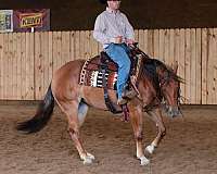 ranch-versatility-quarter-horse