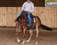 ranch-work-quarter-horse