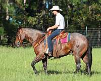 flashy-quarter-horse