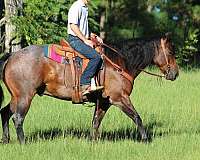 athletic-quarter-horse