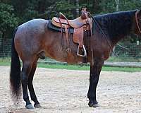 husband-safe-quarter-horse