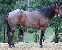 ranch-versatility-quarter-horse