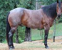 ranch-work-quarter-horse