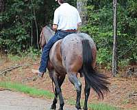 rodeo-quarter-horse