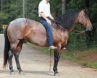 show-quarter-horse