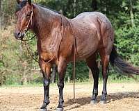 western-riding-quarter-horse