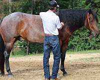 bay-roan-quarter-horse-gelding