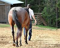 bay-roan-all-around-horse