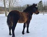 dales-pony-for-sale-usa