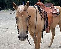 quarter-horse-gelding