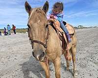 quarter-horse-for-sale