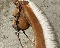 gelding