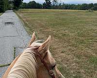 palomino-gelding