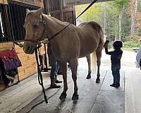 palomino-beginner-horse