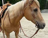 beginner-palomino-horse