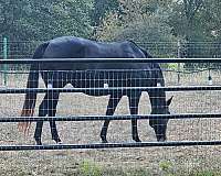 miss-lois-duncan-quarter-horse