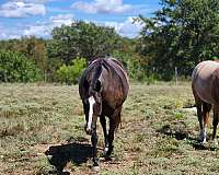 windy-ryan-horse