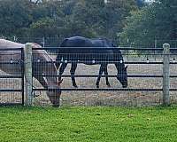 central-texas-broodmare