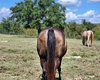 confident-broodmare