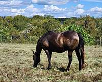 dash-broodmare