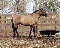 first-down-broodmare