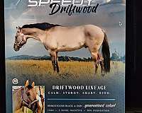 first-down-dash-broodmare