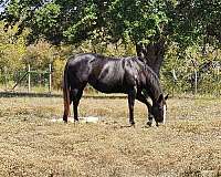 windy-ryan-quarter-horse