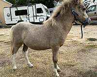 gentle-miniature-horse