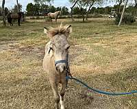 buckskin-paint-miniature-horse