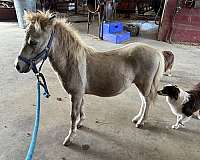 miniature-horse