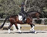 bay-dressage-horse