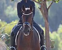 dressage-holsteiner-horse