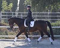 dressage-mare