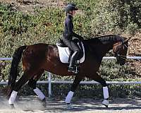 dressage-horse