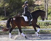 dressage