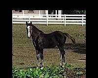 big-boned-dutch-warmblood-horse