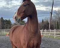 boned-dutch-warmblood-horse