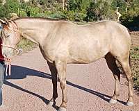 roping-quarter-horse