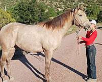 trail-riding-quarter-horse