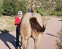 champagne-quarter-horse-gelding