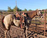 champagne-trail-riding-horse